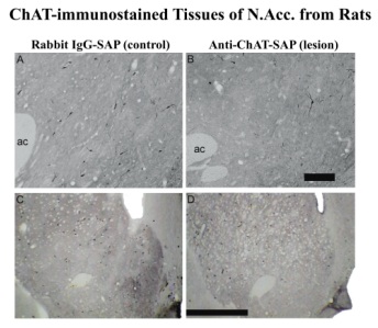 Rabbit IgG-SAP
