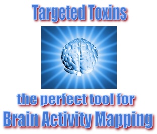Targeted Toxins-the perfect tool for Brain Activity Mapping