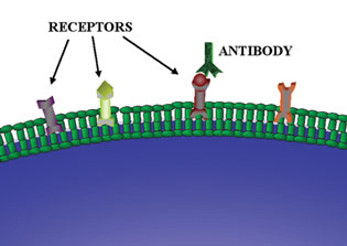 Antibody, Growth Factor, Ligand, Peptide, Cytokine and cell surface receptors or markers