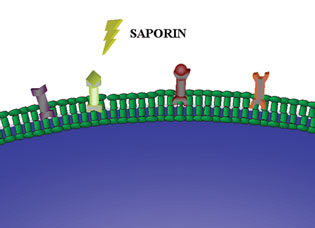 saporin