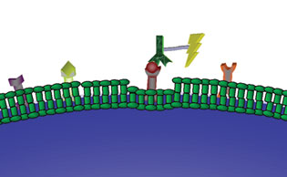 The saporin conjugate seeks out target markers on the cell surface.
