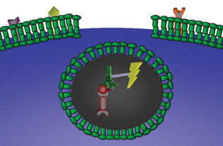 saporin conjugate enters the cell