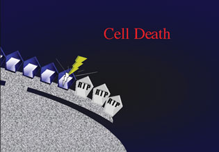 saporin inactivates the ribosome, cell death